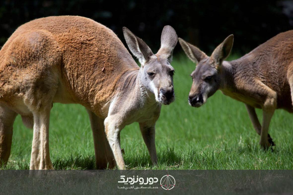 استرالیا؛ زیستگاه جانوران کمیاب